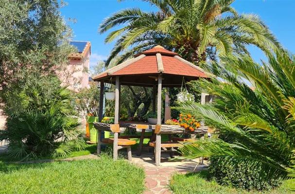 garden with exotic plantation and olive tree from provence