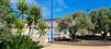 tree lined residence surrounded by olive trees and exotic garden
